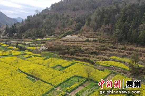 老屯鄉(xiāng)長灘大壩油菜花田俯瞰圖 邰英 熊慶來攝