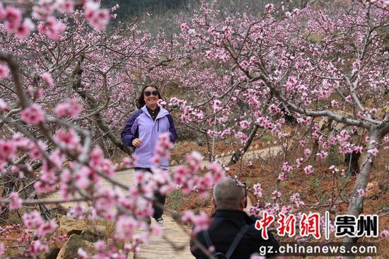 威寧桃花開喜迎游客