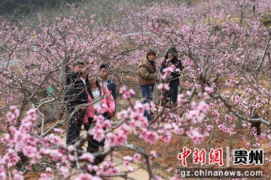 威寧桃花開喜迎游客