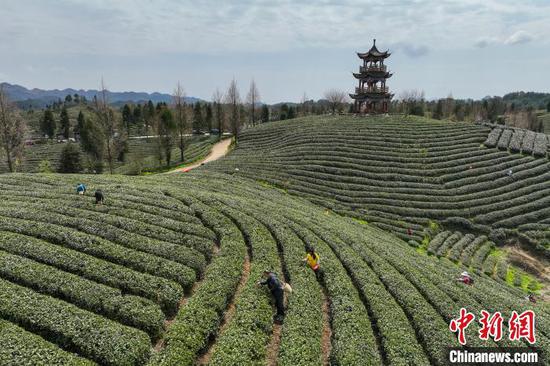 3月19日，航拍鳳岡縣何壩街道境內(nèi)的茶園?！≈行戮W(wǎng)記者 瞿宏倫 攝