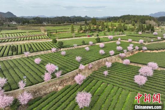 3月19日，航拍鳳岡縣永安鎮(zhèn)境內(nèi)的茶園。 中新網(wǎng)記者 瞿宏倫 攝