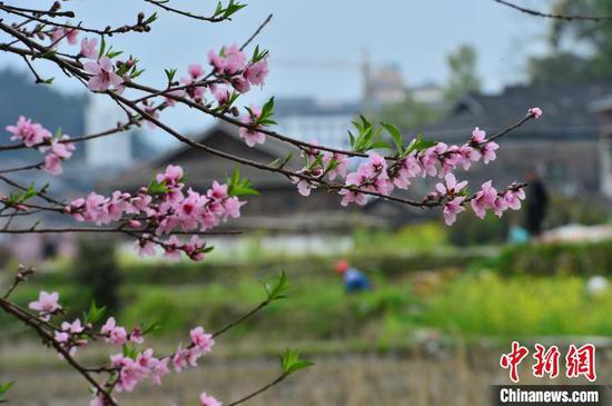 3月21日，貴州省從江縣丙梅街道鑾里侗寨春花爛漫。盧忠南攝