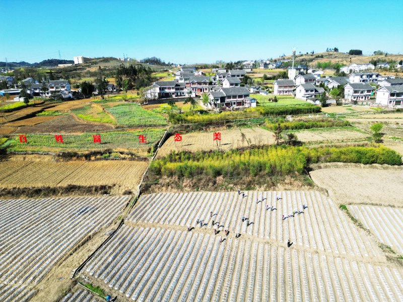 貴州黔西：春日田園農(nóng)事忙