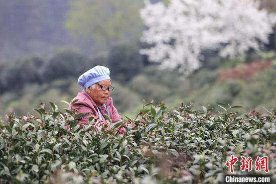 3月27日，茶農(nóng)在云霧鎮(zhèn)境內(nèi)的茶園采摘春茶?！≈行戮W(wǎng)記者 瞿宏倫 攝