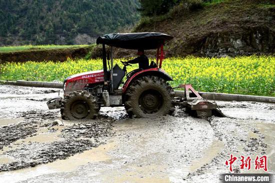 在貴州省錦屏縣鐘靈鄉(xiāng)高寨村，村民在翻犁秧田為水稻播種做足準備。李斌 攝