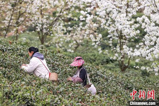 3月27日，茶農(nóng)在云霧鎮(zhèn)境內(nèi)的茶園采摘春茶?！≈行戮W(wǎng)記者 瞿宏倫 攝