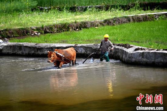 在貴州省錦屏縣鐘靈鄉(xiāng)高寨村，村民在翻犁秧田為水稻播種做足準備。李斌 攝