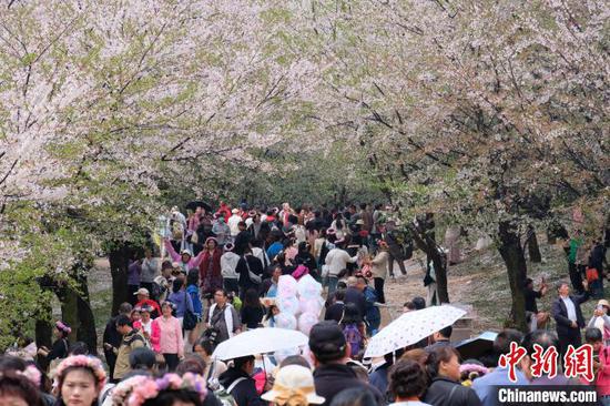 貴州貴安新區(qū)櫻花園：落英繽紛引游人