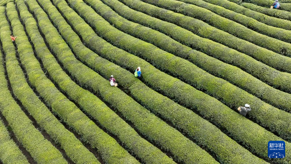 春茶采摘加工忙