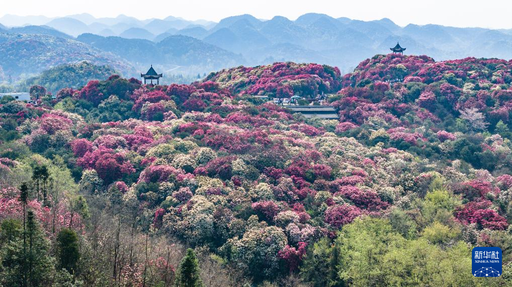 貴州畢節(jié)：大地春歸 花開錦繡