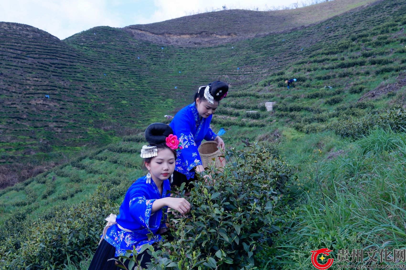 臺江縣萃文街道：茶香四溢采摘忙