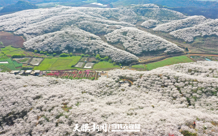 滿山遍野盡芳菲 黃臘仙境人流連