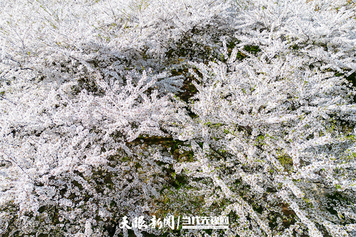 滿山遍野盡芳菲 黃臘仙境人流連