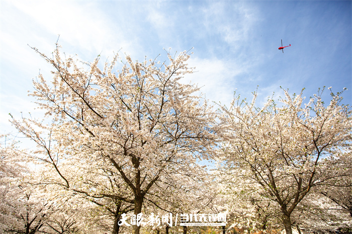 滿山遍野盡芳菲 黃臘仙境人流連