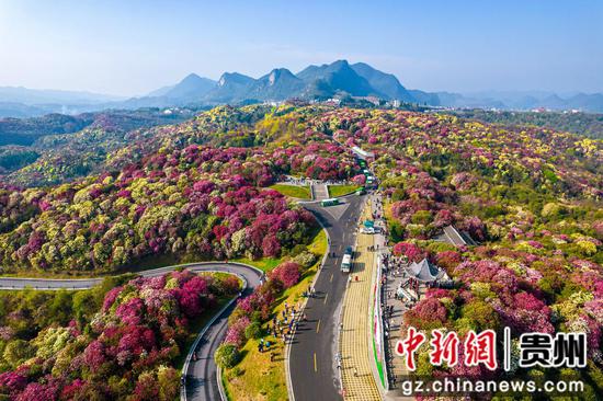 貴州畢節(jié)：百里杜鵑次第開 繁花似錦引客來