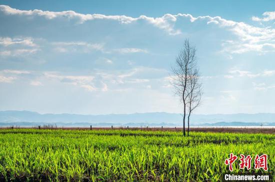 4月1日，圖為貴州威寧草海國(guó)家級(jí)自然保護(hù)區(qū)美景。唐哲 攝