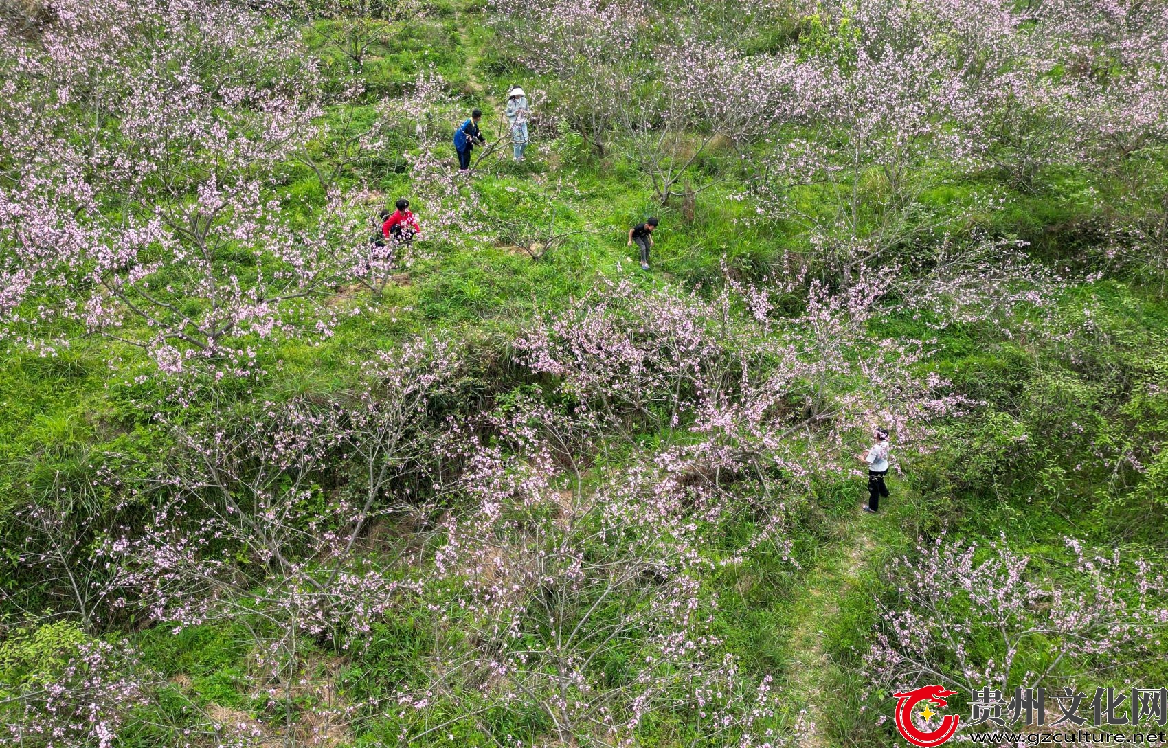 貴州從江：花香引游人