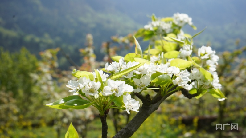 十里春風(fēng)十里香 貴州金沙：梨花盛放迎春光