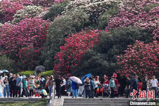 貴州畢節(jié)：百里杜鵑景區(qū)杜鵑花盛開引游人