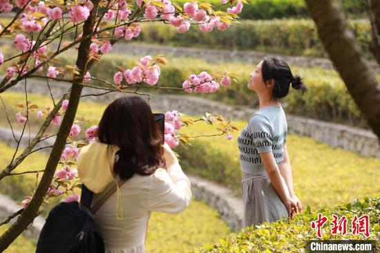 圖為游客在奢香古鎮(zhèn)梯田拍照打卡。王定超 攝