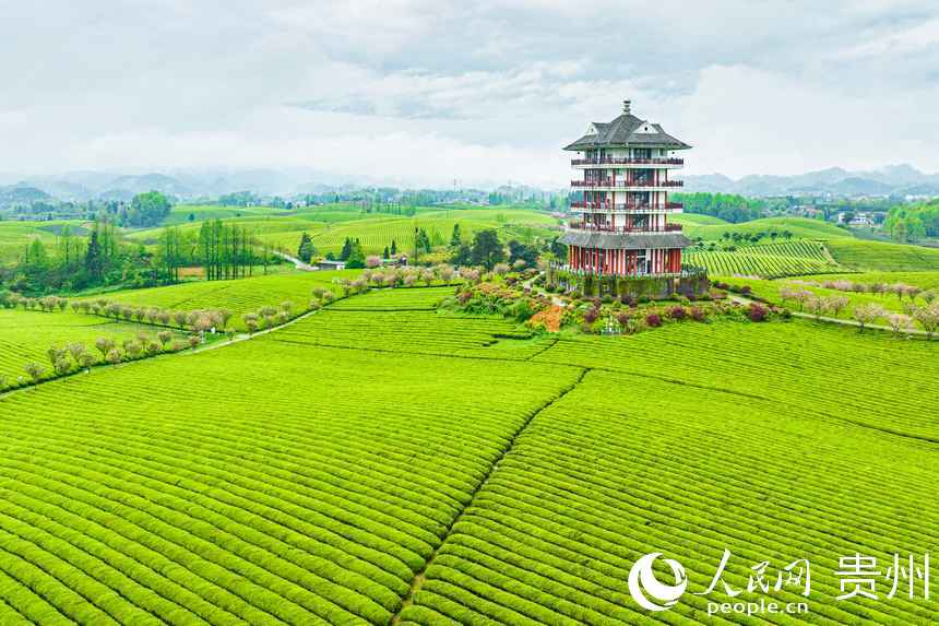 貴州湄潭：萬(wàn)畝茶海飄香