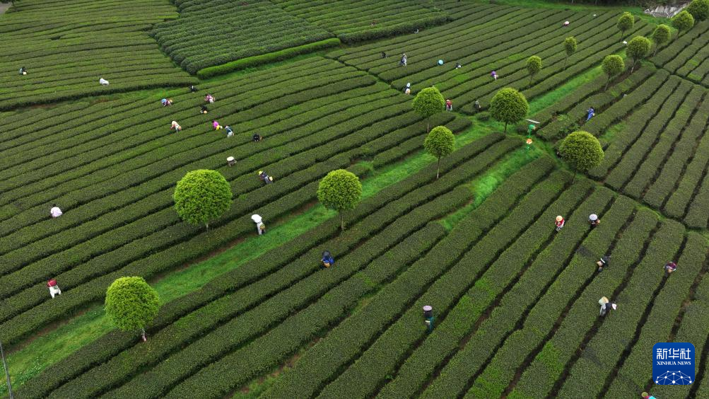 貴州余慶：產(chǎn)茶大縣迎來(lái)春茶采摘高峰