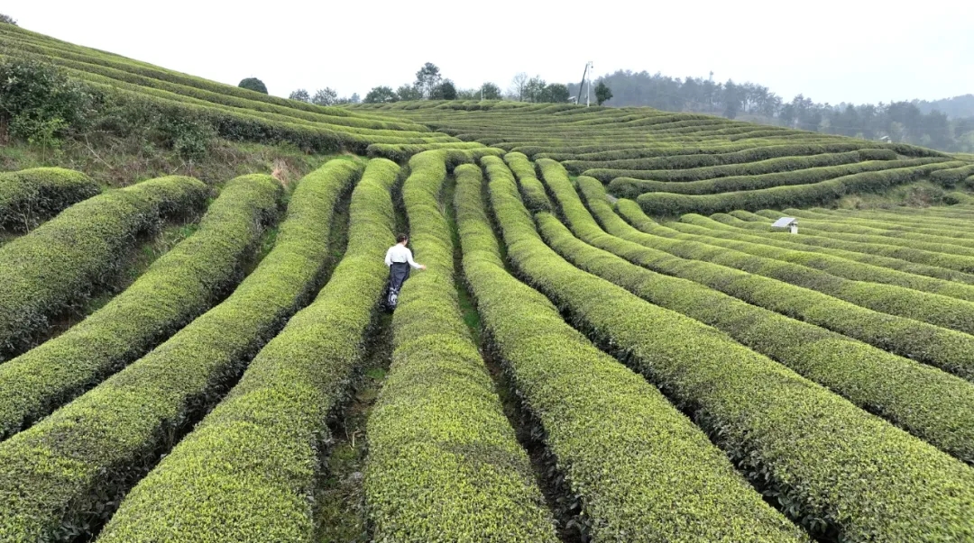 貴州開(kāi)陽(yáng)：富硒茶園進(jìn)入采摘黃金期