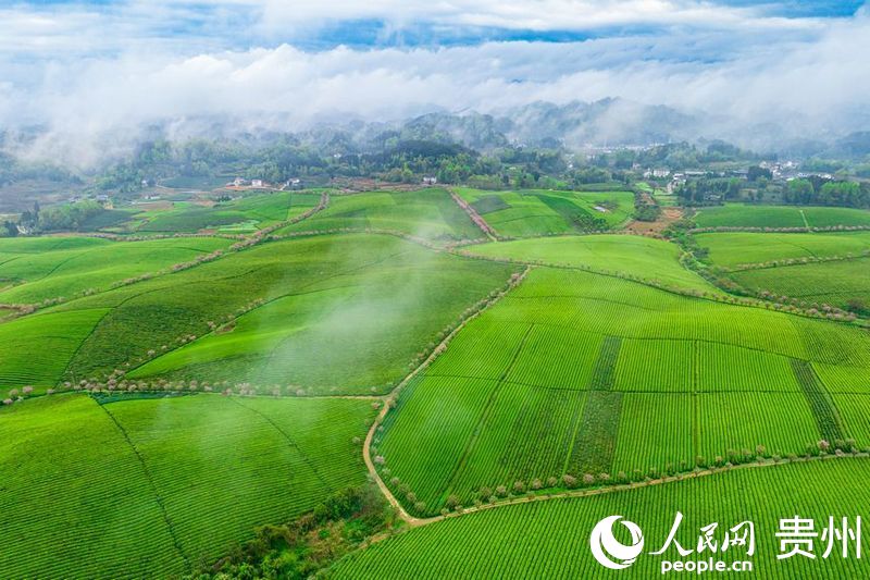 航拍貴州省遵義市湄潭縣的萬(wàn)畝茶海景區(qū)。人民網(wǎng) 陽(yáng)茜攝