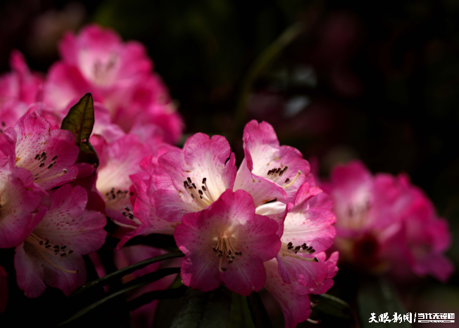 光影流轉(zhuǎn)間的杜鵑花季