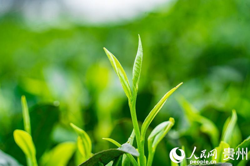 茶園內(nèi)剛剛長(zhǎng)出的茶芽。人民網(wǎng) 陽(yáng)茜攝