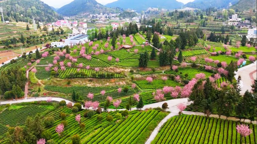 貴州印江：茶樹櫻花相點綴 茶香花香滿山崗