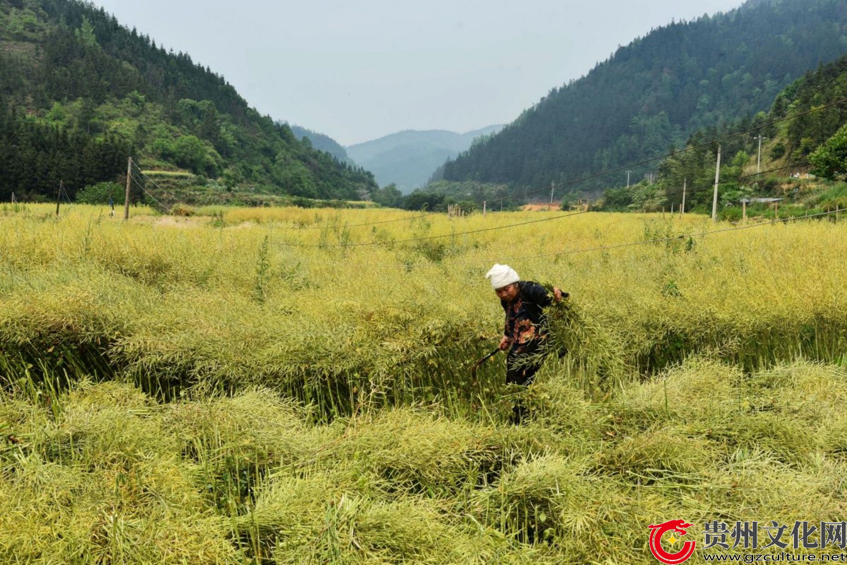 貴州從江：油菜豐收收割忙