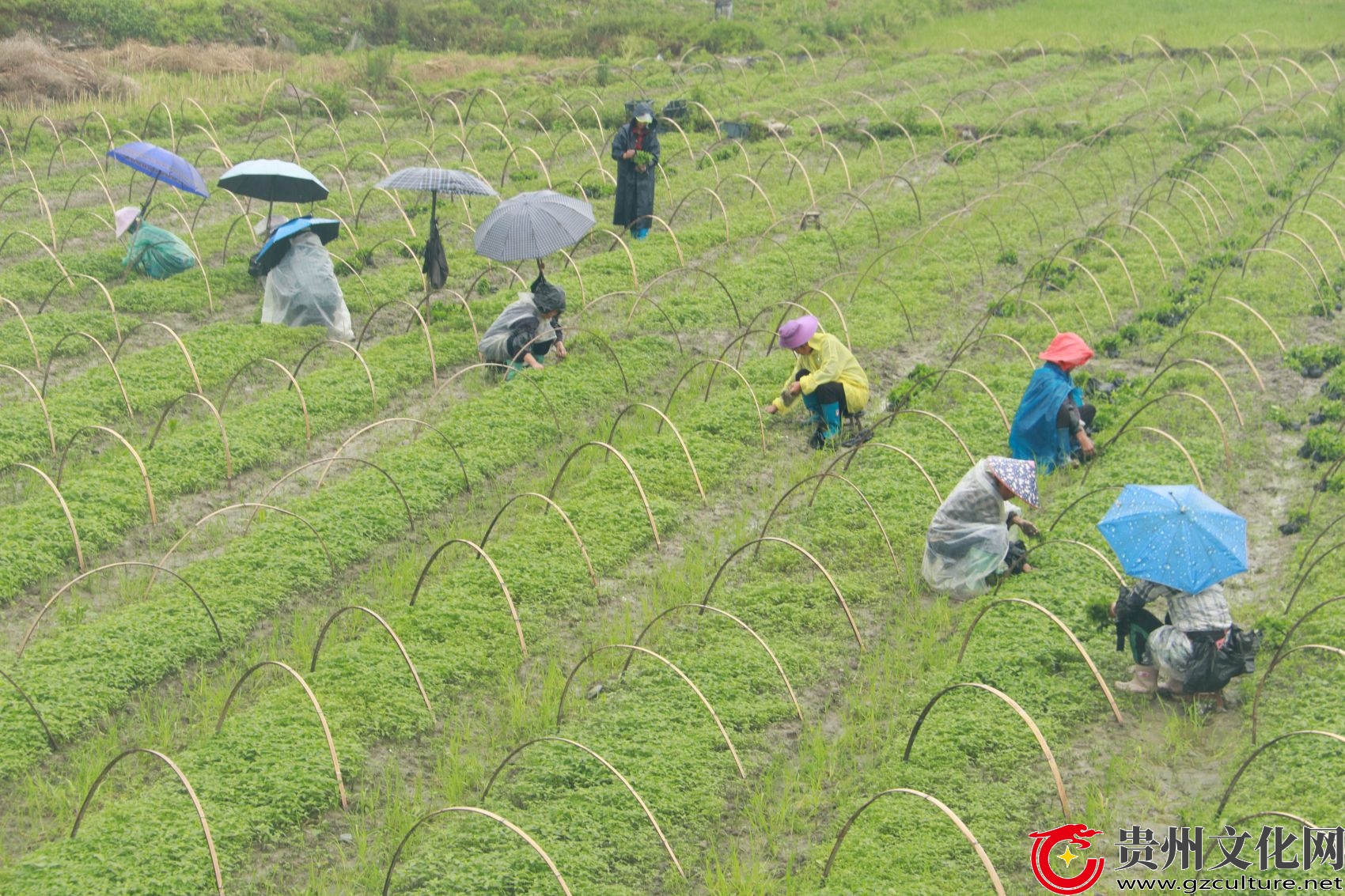 貴州從江：谷雨將至農(nóng)事忙