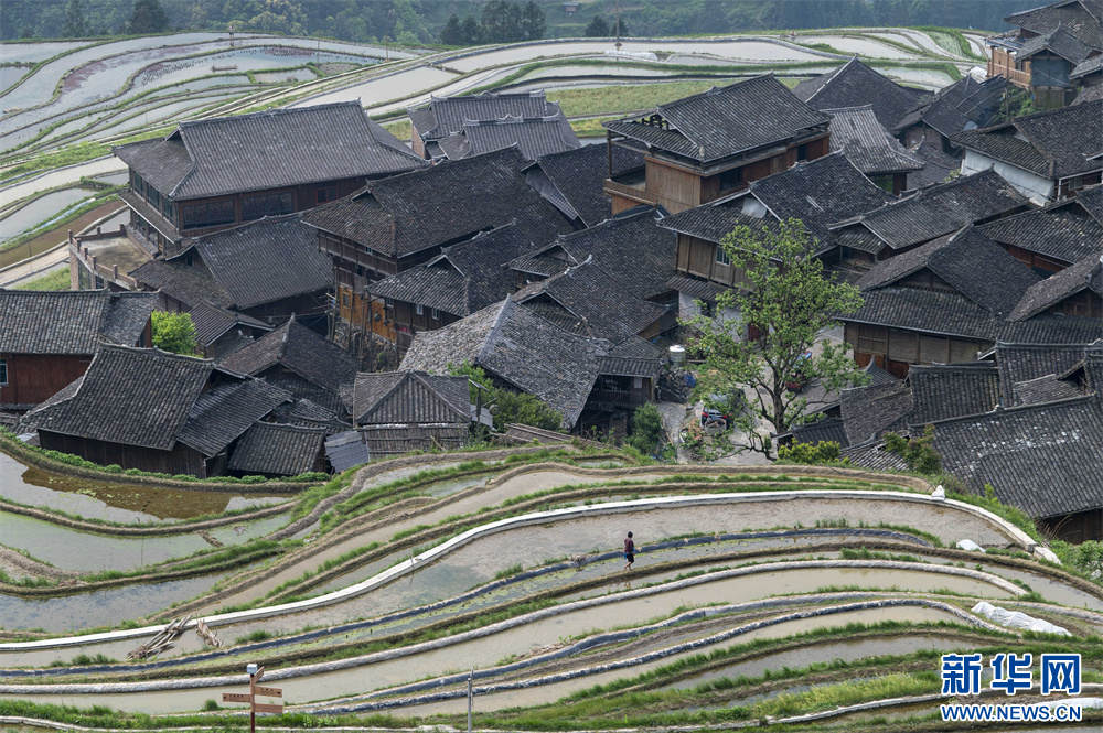 貴州從江：梯田景如畫