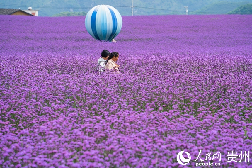 貴陽：徜徉紫色花海 解鎖初夏浪漫