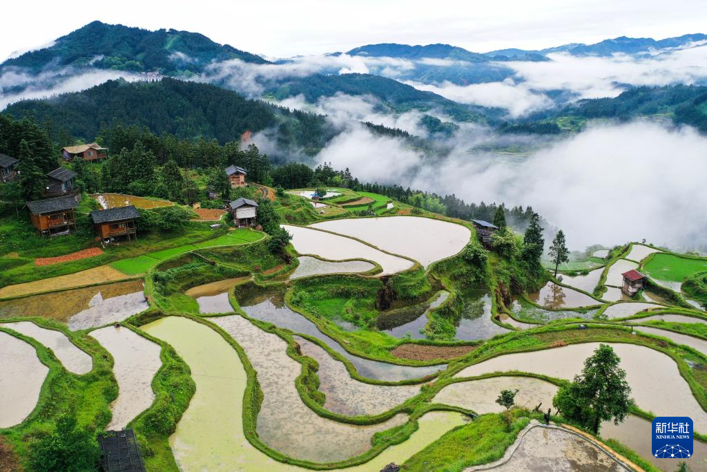 梯田新雨后 美景入畫來