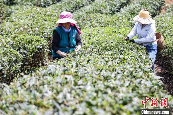 5月22日，茶農(nóng)在鳳岡縣何壩街道的茶園采摘夏茶。中新網(wǎng)記者 瞿宏倫 攝