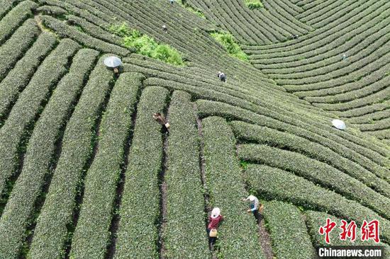 5月22日，茶農(nóng)在鳳岡縣何壩街道的茶園采摘夏茶。中新網(wǎng)記者 瞿宏倫 攝