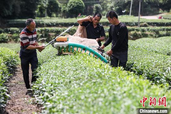 5月22日，茶農(nóng)在鳳岡縣何壩街道的茶園用收茶機(jī)采收夏茶。中新網(wǎng)記者 瞿宏倫 攝