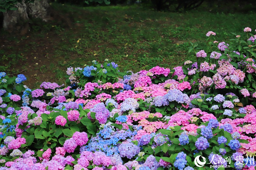 一眼淪陷！誤入貴陽(yáng)版莫奈花園