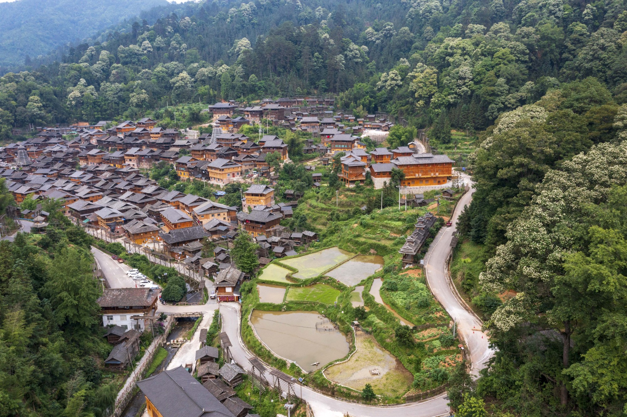 貴州從江：木荷花開 鄉(xiāng)村如畫