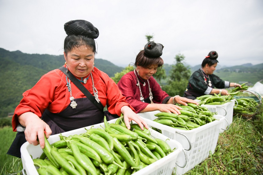 貴州丹寨：辣椒豐收富農(nóng)家