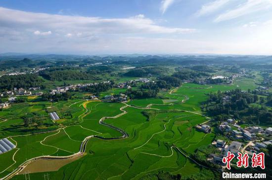 7月6日，航拍黔西市金碧鎮(zhèn)鏵口寨社區(qū)的高標(biāo)準(zhǔn)農(nóng)田綠意盎然。史開(kāi)心 攝