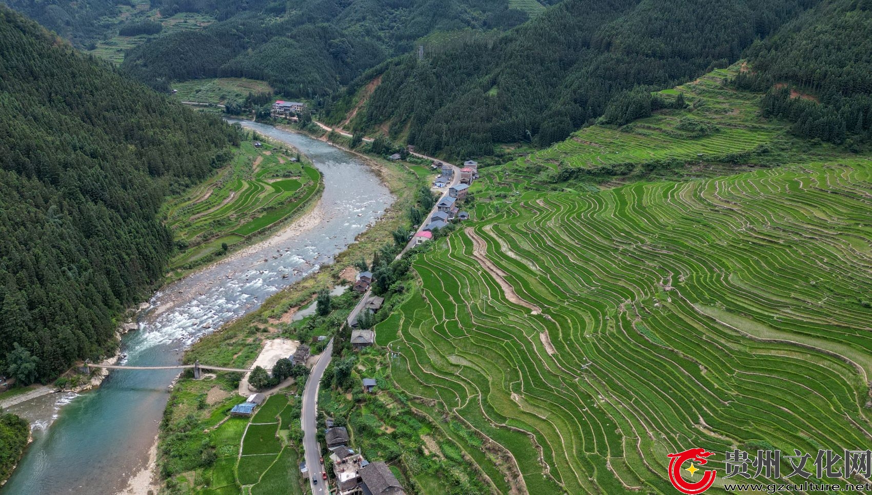 貴州從江：仲夏時節(jié) 梯田唯美