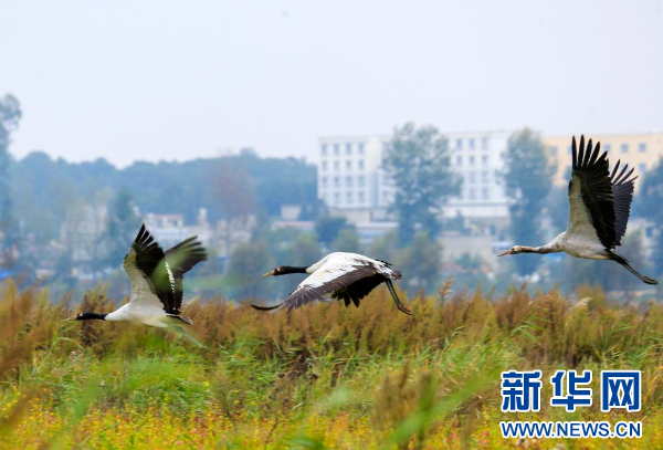 貴州草海迎來(lái)首批越冬黑頸鶴