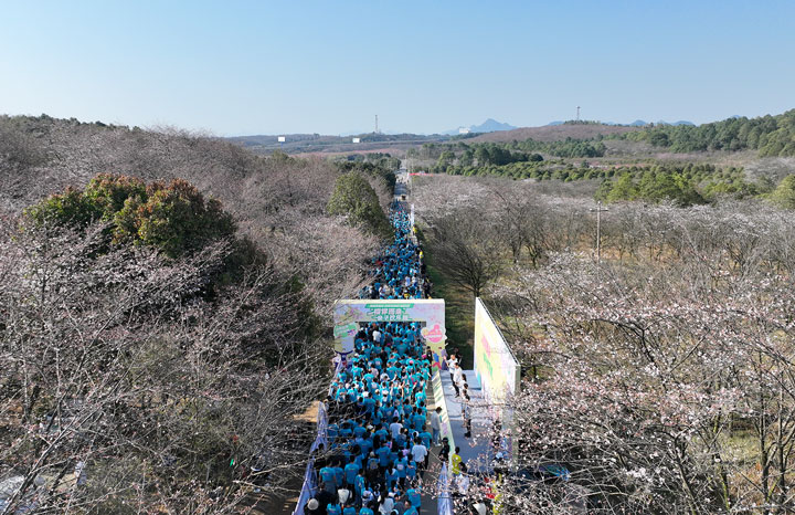 2024貴州·清鎮(zhèn)櫻花季系列活動(dòng)親子歡樂跑鳴槍開跑