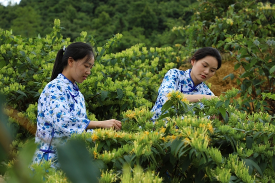 貴州綏陽(yáng)第三屆鄉(xiāng)村旅游暨“銀花杯”鄉(xiāng)村工匠評(píng)選活動(dòng)啟幕_fororder_2024年銀花杯——鄉(xiāng)村工匠評(píng)比活動(dòng)銀花采摘現(xiàn)場(chǎng) 陳賢琴攝 (1)