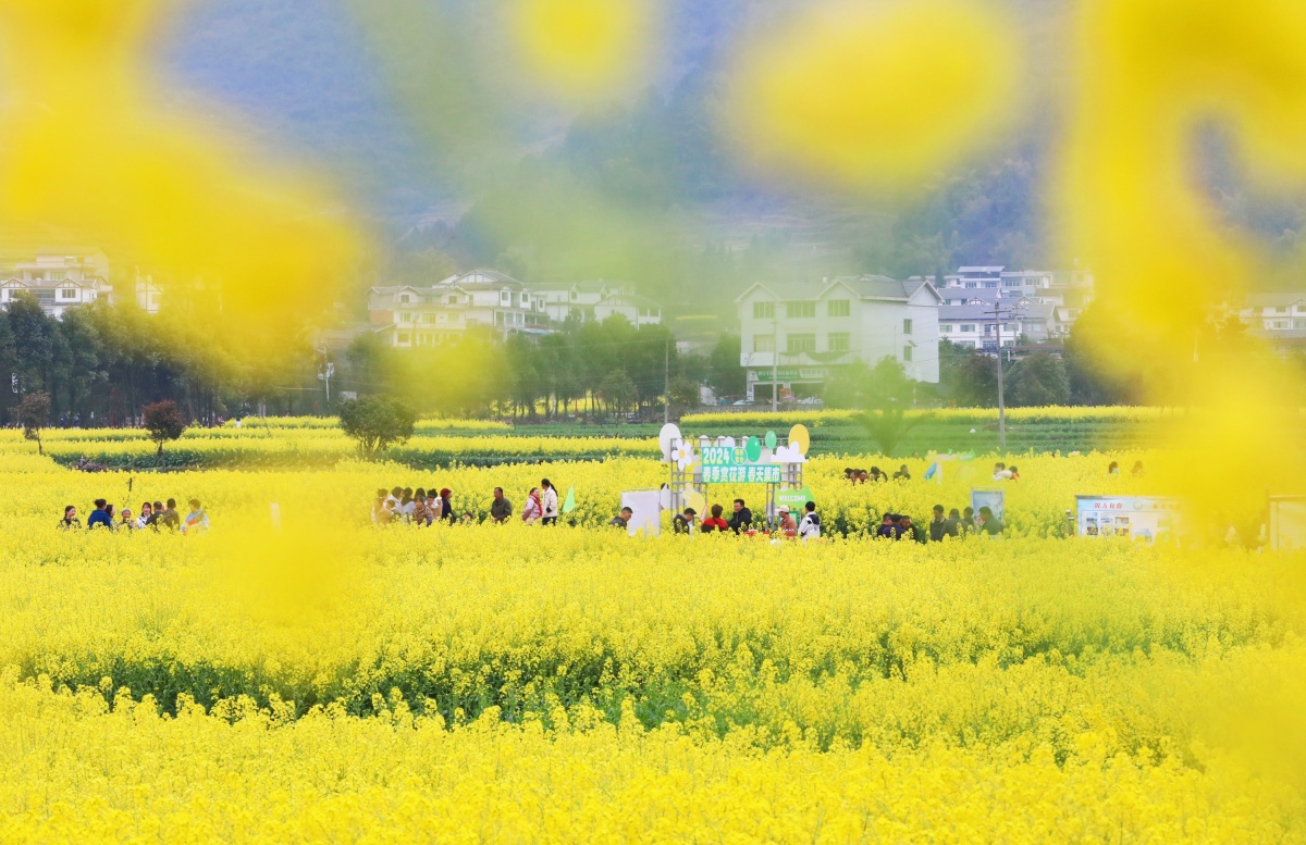 多彩貴州春之旅丨春風拂山崗，黔北花正香