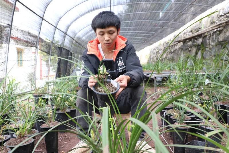 1、蘭花種植基地。