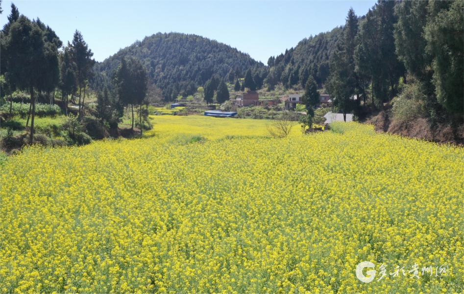 習(xí)水縣龍溪村：油菜開(kāi)山谷 蜂飛蝶舞來(lái)